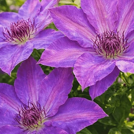 Клематис гибридный Baltyk