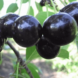 Дюк (Черевишня) Черная крупная