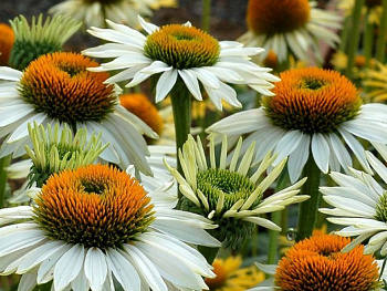 Эхинацея пурпурная Альба Эхинацея пурпурная Альба