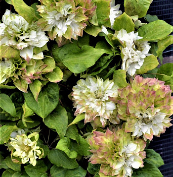 Клематис крупноцветковый Мидори