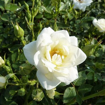 Роза миниатюрная Вайт Кове Роза миниатюрная Вайт Кове