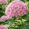 Гортензия древовидная Candybelle Bubblegum