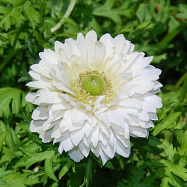 Анемона корончатая махровая Вайт