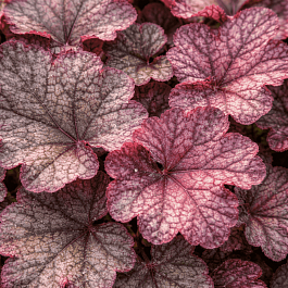 Гейхера  Magnum