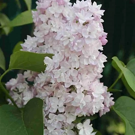 Сирень обыкновенная Петербурженка