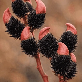 Ива тонкостолбиковая черная Меланостахис