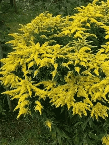 Солидаго гибридное Golkind