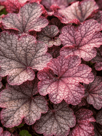 Гейхера  Magnum