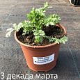 Пиретрум Розовый Robinson Rose