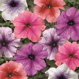 Петуния грандифлора Тритуния Вейнед Микс