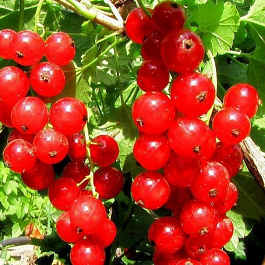 Смородина красная Хрустящая
