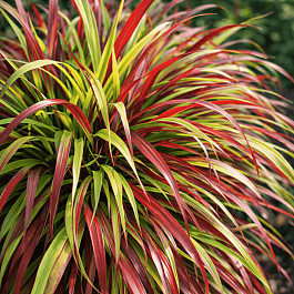 Хаконехлоа большая Beni Kaze