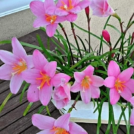 Зефирантес Pink