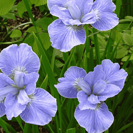 Ирис сибирский Dear Delight