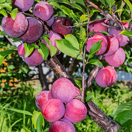 Слива Сувенир Востока