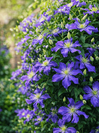 Клематис крупноцветковый Лазурштерн