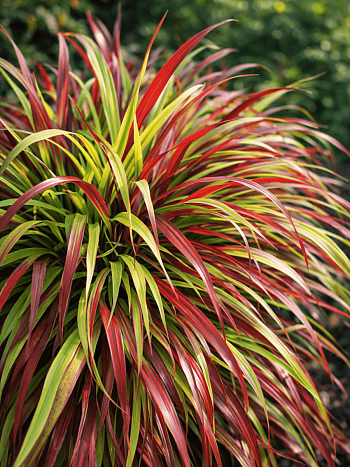 Хаконехлоа большая Beni Kaze