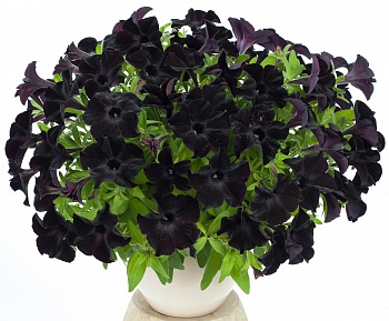 Петуния Crazytunia Black Mamba