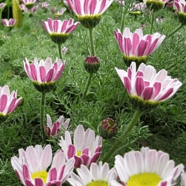 Анациклюс прижатый