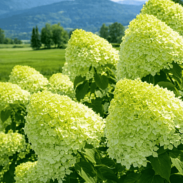 Гортензия метельчатая limelight ТОЛЬКО САМОВЫВОЗ