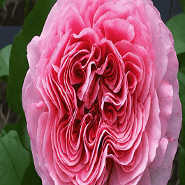 Роза чайно-гибридная Pink Eye