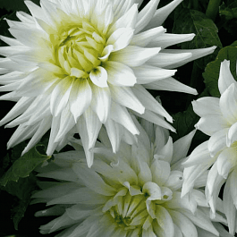 Георгина My Love