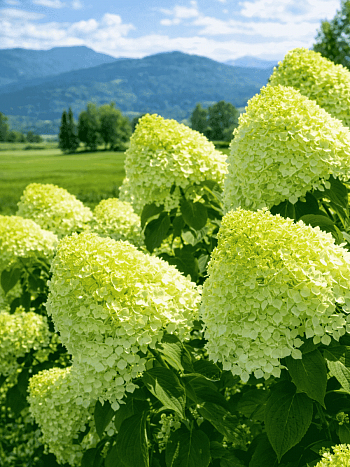 Гортензия метельчатая limelight ТОЛЬКО САМОВЫВОЗ