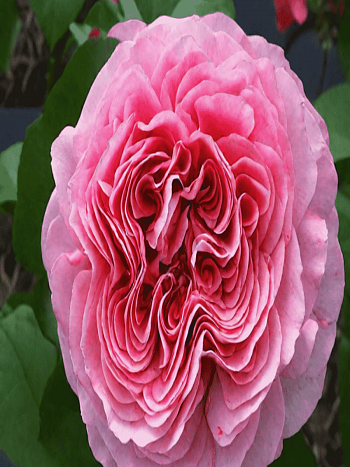 Роза чайно-гибридная Pink Eye