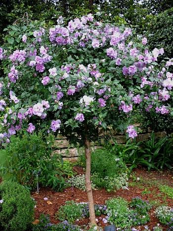 Гибискус сирийский Ardens