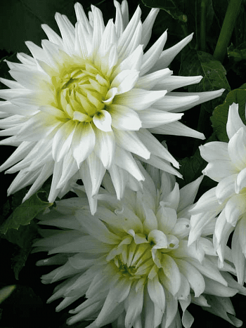 Георгина My Love