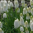 Мускари White Magic