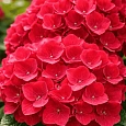 Гортензия крупнолистная Hot Red