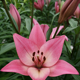 Лилия ЛА-гибрид Бейонсе