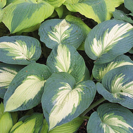 Хоста гибридная Эскимо Пай