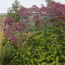 Посконник пятнистый Riesenschirm