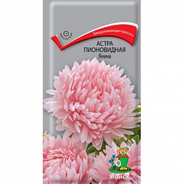 Астра пионовидная Янина
