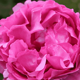 Роза чайно-гибридная Yves Piaget