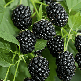 Ежевика садовая Caddo