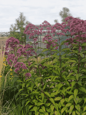 Посконник пятнистый Riesenschirm