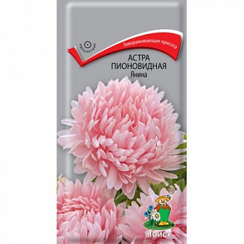 Астра пионовидная Янина