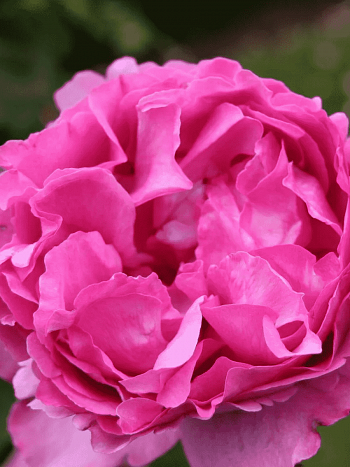 Роза чайно-гибридная Yves Piaget