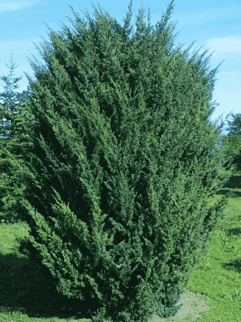 Можжевельник китайский Blaauw