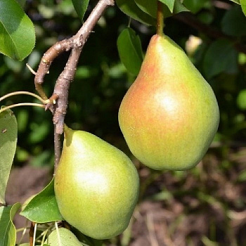 Груша плодовая Феерия