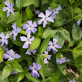 Барвинок малый Ла Грэйв Барвинок малый Ла Грэйв