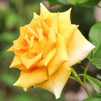 Роза чайно-гибридная Голден Моника