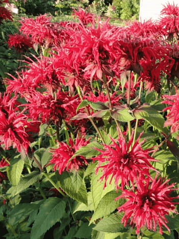 Монарда гибридная Gardenview Scarlet
