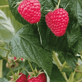 Малина ремонтантная Delniva