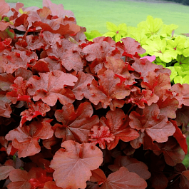 Гейхера Mahogany