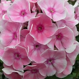 Флокс метельчатый Татьяна