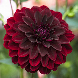 Георгина Декоративная Арабиан Найт